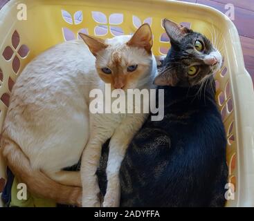 Zwei adorable Cats lounge Seite an Seite in einen Wäschekorb und Blick in die Kamera. Stockfoto