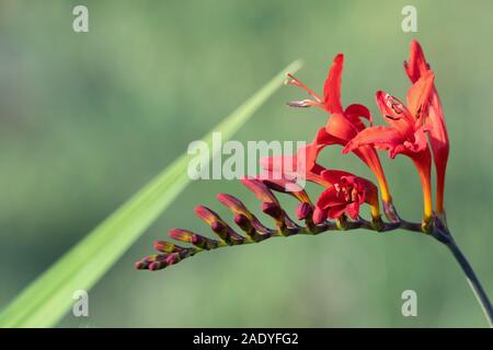 Nahaufnahme eines valentine Blume (crocosmia aurea) in voller Blüte Stockfoto