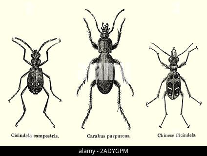 Drei Käfer, die aufgerufen werden können Jagd auf Insekten und allgemein als Tiger Käfer aus dem cicindelinae Unterfamilie, für ihre aggressiven bekannt und Laufgeschwindigkeit bekannt. Stockfoto