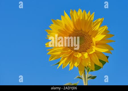 Blühende Sonnenblumen gegen den blauen, wolkenlosen Himmel mit Kopie Raum Stockfoto