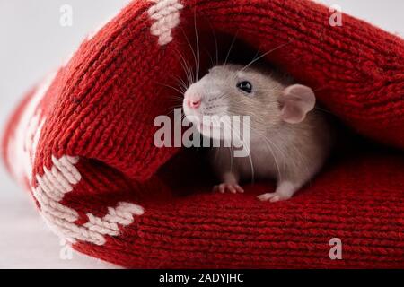 Ratte versteckt in Weihnachten Winter Pullover. Neues Jahr 2020 Symbol. Stockfoto