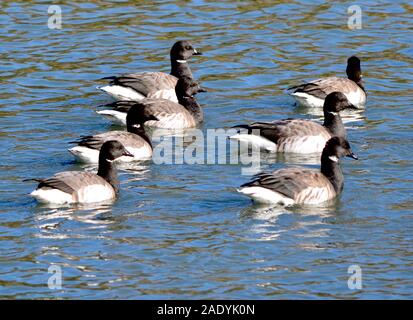 Eine Reihe von brants Rest in ein Long Island Harbour nach der Migration von Ihren Polarkreis Brutstätten. (Branta bernicla) Stockfoto