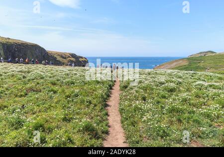 Vogelbeobachter stand auf Klippen über dem Meer auf einem Fußweg durch Blume gefüllt wiesen auf den Docht, skomer Island, Pembrokeshire, West Wales Stockfoto