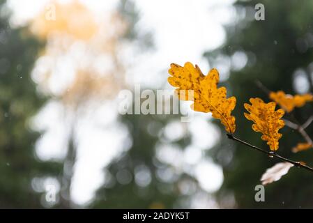 Gelbe Blätter. Die letzten Blätter auf einer jungen Eiche. Eiche Blätter im Wald unter den Herbst regen. Stockfoto