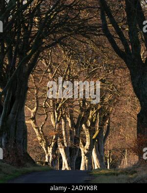 Sunlit Buche (Fagus sylvatica) eingerahmt von Bäumen an der Seite eines Country Lane in Aberdeenshire Stockfoto