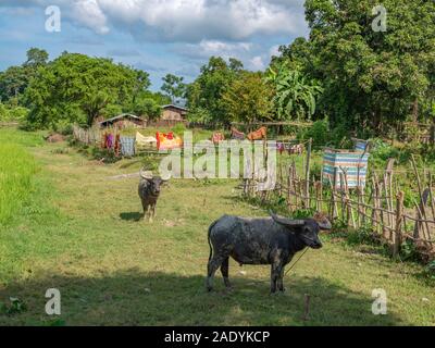 Zwei Wasser Büffel sind Tethered außerhalb eines Garten Grundstück von einem Landwirt in einem ländlichen Dorf auf dem Chindwin Fluss im Nordwesten Myanmar (Birma) Stockfoto