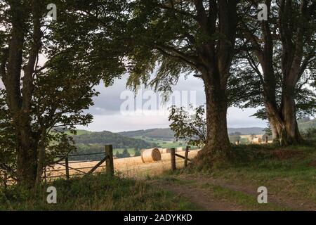 Der Blick durch das offene Tor des Landwirtschaftlich genutzte Landschaft im Spätsommer zeigt ein Feld mit Strohballen umrahmt von Buche (Fagus sylvatica) Stockfoto