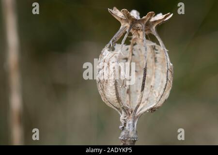 Eine Nahaufnahme der verfallenden Überreste einer Opium poppy Seed Pod (Papaver somniferum) im frühen Winter Stockfoto