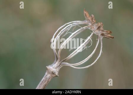 Eine Nahaufnahme der Überreste einer Schlafmohn (Papaver somniferum) im späten Herbst, zeigt die filigrane Struktur der Samen Kopf Stockfoto