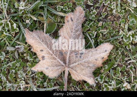 Eine Braune und Verfallende, mattierte Bergahorn (Acer pseudoplatanus) infiziert mit dem Pilz Tar Spot (Rhytisma Acerinum) auf einem grünen Hintergrund Stockfoto