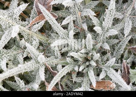 Eiskristalle auf der Blätter von einem Speer Distel Pflanze (Cirsium Vulgare) An einem frostigen Morgen in Schottland Stockfoto