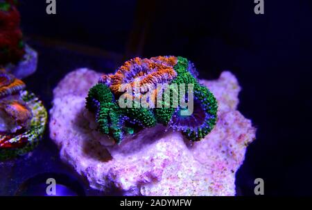 Acanthastrea Lordhowensis Coral - (Micromussa lordhowensis) Stockfoto