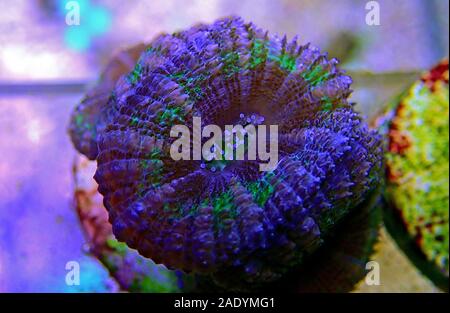 Acanthastrea Lordhowensis Coral - (Micromussa lordhowensis) Stockfoto