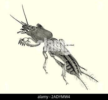 Gryllotalpa gryllotalpa, allgemein bekannt als die Europäischen Maulwurfsgrille, ist in Europa weit verbreitet und wurde in die östlichen Vereinigten Staaten eingeführt worden. Der wissenschaftliche Name ist aus dem Lateinischen "gryllus', also eine Grille und 'Talpa", eine Mole abgeleitet und beschreibend ist wegen der feinen dichten Fell, mit denen es bedeckt ist, und seinen unterirdischen Gewohnheiten, und weil der Maulwurf - wie die vorderbeine zum Graben angepasst, ein gutes Beispiel für konvergente Evolution. Stockfoto