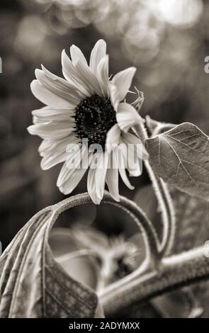 Sonnenblumen (helianthus) Stockfoto