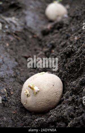 Chitted sprießen Kartoffelknolle in Neu gegraben im Garten gepflanzt beim Ausfahren aus der Furche Stockfoto