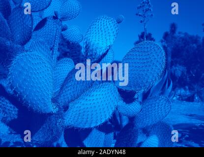 Kaktus Landschaft. Kultivierung von Kakteen. Cactus Feld. Garten der Blumen und Pflanzen im Botanischen Garten in erstaunliche Insel Lokrum Dubrovnik Kroatien. Selektive konzentrieren. Stockfoto