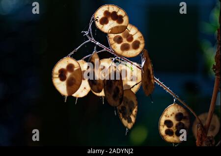 Eine Gottesanbeterin versteckt sich unter den Samenkapseln Stockfoto