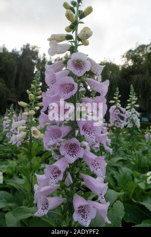 Ein Lavendel Blume Fingerhut wächst in einem Garten in Dalat, Vietnam Stockfoto