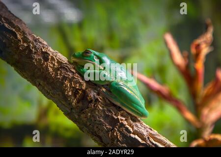 Laubfrosch Litoria caerulea stehend auf dem Zweig Stockfoto