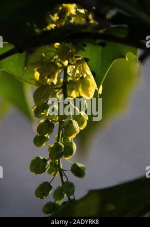 Mahonia x Media 'Nächstenliebe' einem Baumelnden Spray von gelben Blumen, hinterleuchtet Stockfoto