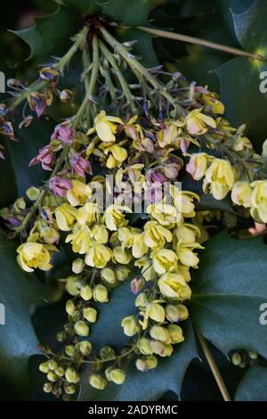 Mahonia x Media 'Nächstenliebe' ein Winter - Blühende immergrüne Strauch Stockfoto