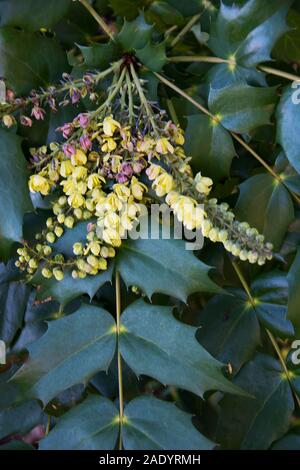 Mahonia x Media 'Nächstenliebe' ein Winter - Blühende immergrüne Strauch Stockfoto