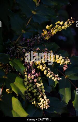 Mahonia x Media 'Nächstenliebe' ein Winter - Blühende immergrüne Strauch Stockfoto