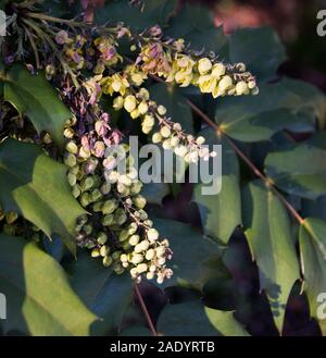 Mahonia x Media 'Nächstenliebe' ein Winter - Blühende immergrüne Strauch Stockfoto