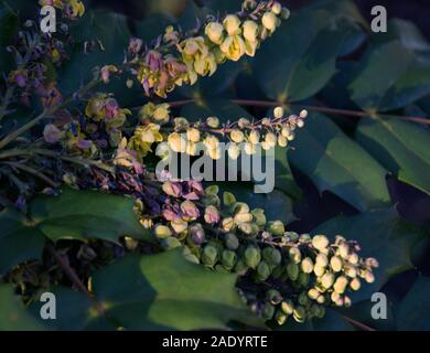 Mahonia x Media 'Nächstenliebe' ein Winter - Blühende immergrüner Strauch am Nachmittag, Licht Stockfoto