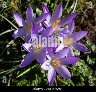 Crocus tommasinianus mit langen - Verrohrt lila bis tief violetten Blüten, die im Frühjahr erscheinen, wie die schmalen Blätter ergeben; Stockfoto