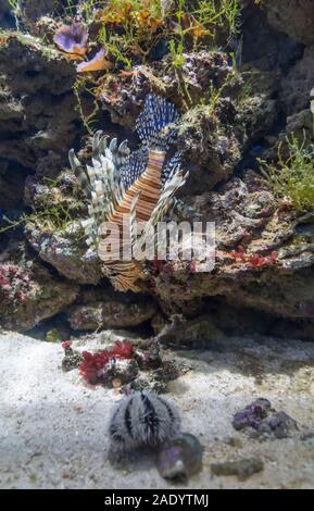 Fisch Familie Scorpaenidae - gestreifte Rotfeuerfische (Pterois volitans) Stockfoto