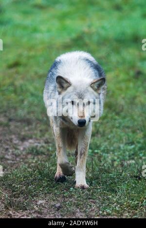 Grauer Gefangener Nordwestwolf (Canis Lupus Occidentalis) auch bekannt als Holzwolf im UK Wolf Conservation Trust in Beenham, Berkshire. Stockfoto