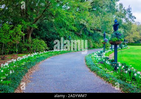 Paperwhite narcissus Blüten entlang eines Pfades an der Bellingrath Gardens, 24.02.2018, Theodore, Alabama. Die 65 Hektar großen Gartenlandschaft eröffnet im Jahr 1932. Stockfoto