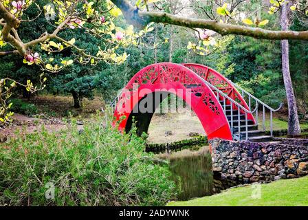 Eine Untertasse-Magnolie blüht vor der Moon Bridge oder Oriental Bridge im asiatisch-amerikanischen Garten in Bellingrath Gardens in Theodore, Alabama. Stockfoto