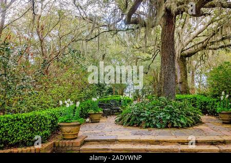 Spanisches Moos hängt in den Bäumen des Live Oak Plaza in Bellingrath Gardens, 24. Februar 2018, in Theodore, Alabama. Stockfoto