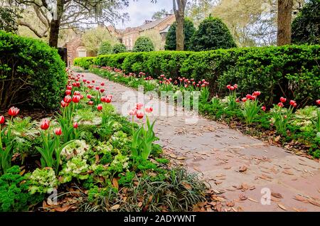 Tulpen blühen an der Bellingrath Gardens, 24. Februar 2018, in Theodore, Alabama. Die 65 Hektar großen Gartenlandschaft eröffnet im Jahr 1932. Stockfoto