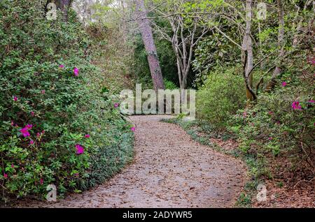 Azaleen beginnen entlang ein Wanderweg an der Bellingrath Gardens zu blühen, 24. Februar 2018, in Theodore, Alabama. Stockfoto