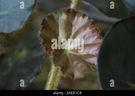Nahaufnahme der Blätter einer Begonia Erythrophylla, auch als beefsteak Begonia bekannt. Stockfoto