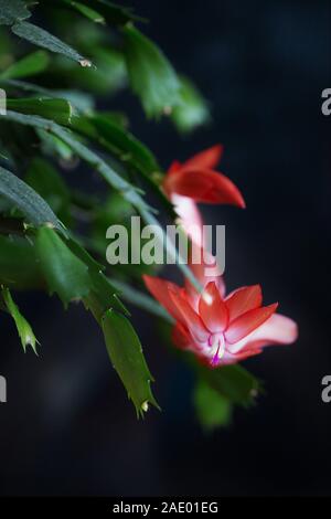 Eine blühende Schlumbergera, auch bekannt als Thanksgiving Kaktus. Stockfoto