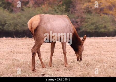 Eine weibliche Wapiti (Cervus canadensis) an der NC-Zoo. Stockfoto