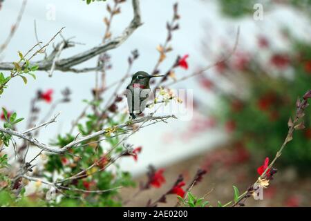 Ein Ruby-throated hummingbird stehend auf den Ast vor der berühmten Resort Griffith Observatory, CA, US Stockfoto