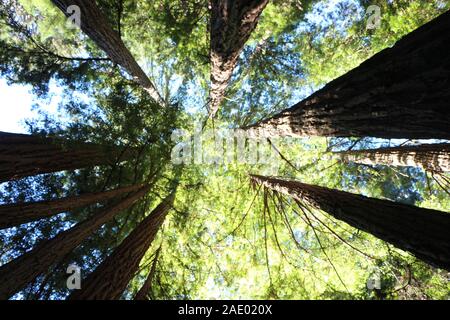 Kalifornien Redwood Wälder, Yosemite National Park, Stockfoto