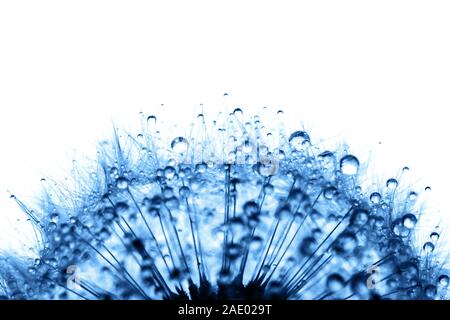 Löwenzahn in den Tautropfen auf weißem Hintergrund, Makro. Platz für Text. Natur und Öko-Konzept. Stockfoto