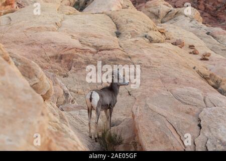 Rams bei Sonnenuntergang im Valley of Fire State Park Nevada Stockfoto