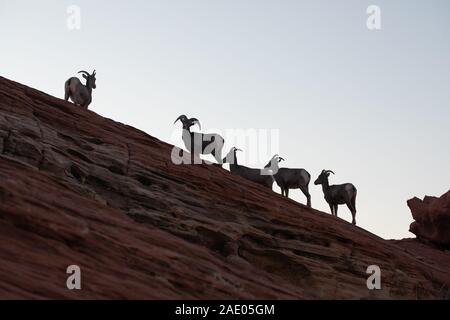 Desert Bighorn Schafe bei Sonnenuntergang im Valley of Fire State Park Nevada Stockfoto