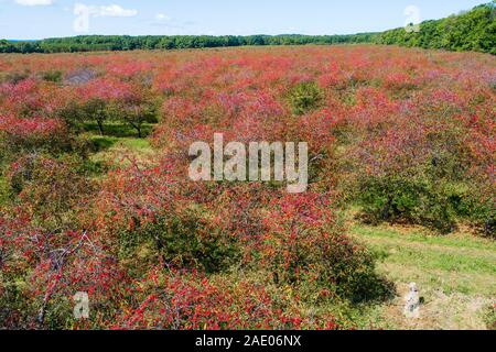 Cherry Orchard Traverse City Michigan auf Grand Traverse Bay Michigan Obst berry Tree Stockfoto