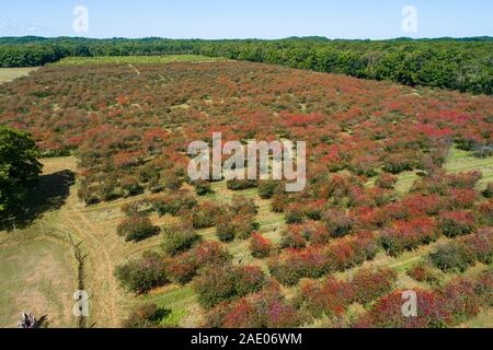 Cherry Orchard Traverse City Michigan auf Grand Traverse Bay Michigan Obst berry Tree Stockfoto