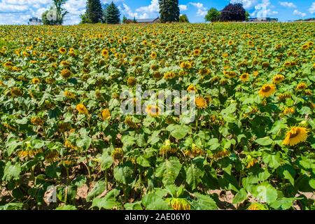 Sunflower Farm in Traverse City Michigan Stockfoto