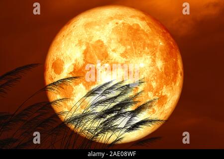 Blut Erdbeere Mond auf Nacht Red Sky zurück Silhouette gras Blumen, Elemente dieses Bild von der NASA eingerichtet Stockfoto